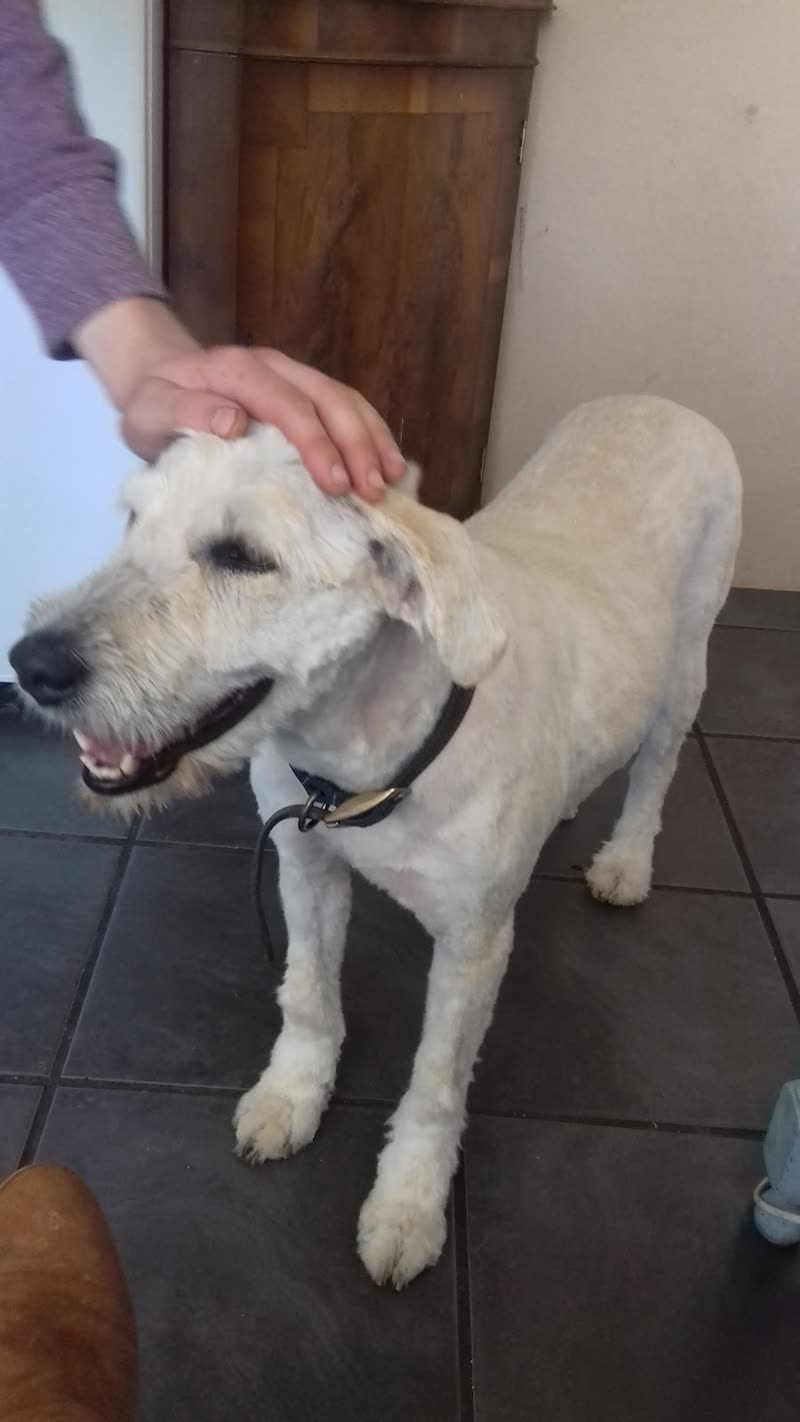 A cream labradoodle being stroked by the groomer after a full body clip