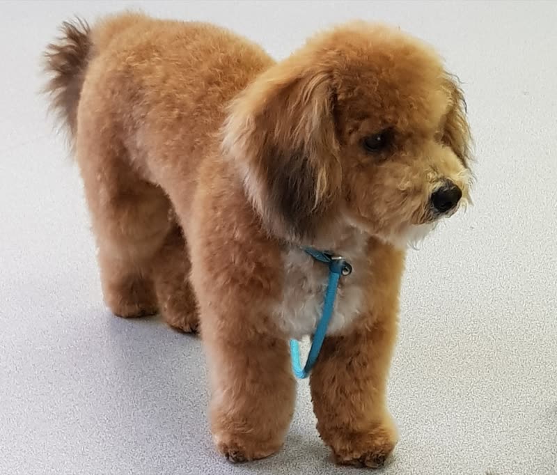 Freshly groomed apricot cockapoo standing in profile, coat trimmed evenly