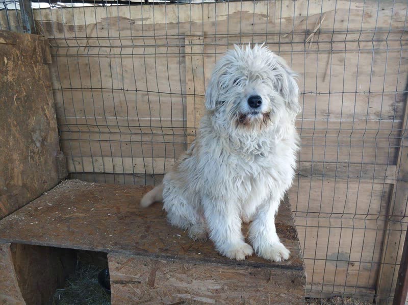 Shaggy untrimmed white terrier-cross sitting on a step before its groom