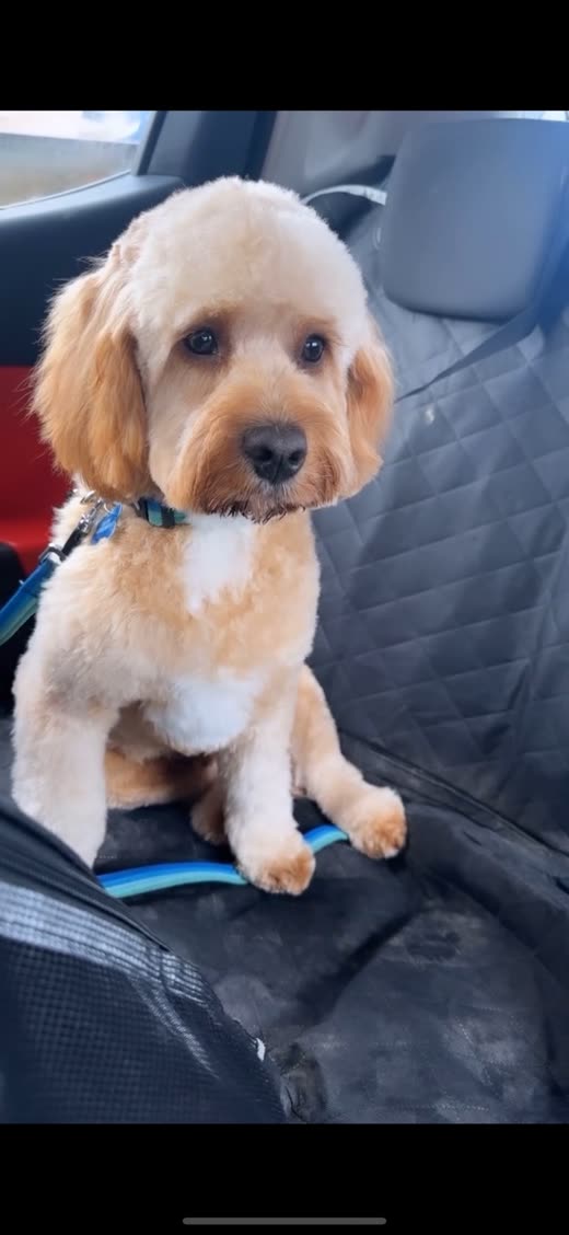 Cream cockapoo with a neatly trimmed face after a full groom