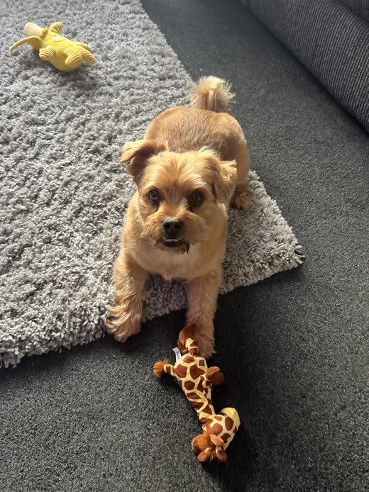 Small tan terrier-cross relaxing at home after a short body clip