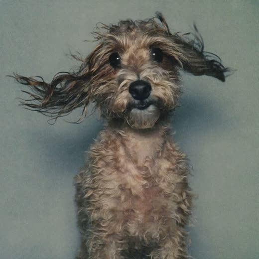 Small curly-coated dog being blow-dried after a bath