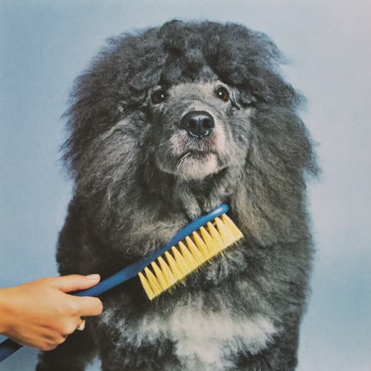 Dog being brushed out with a slicker brush